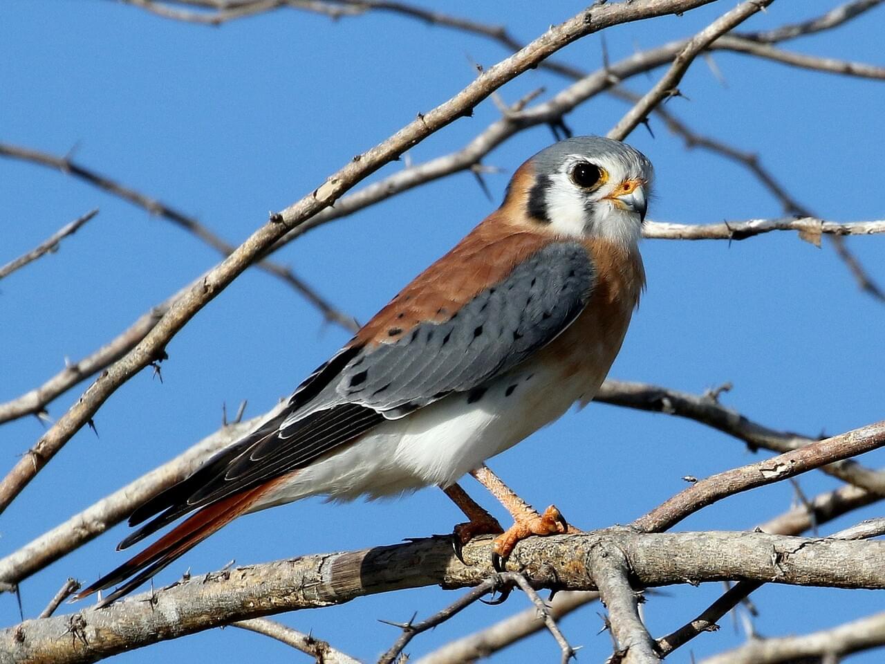 American Kestrel