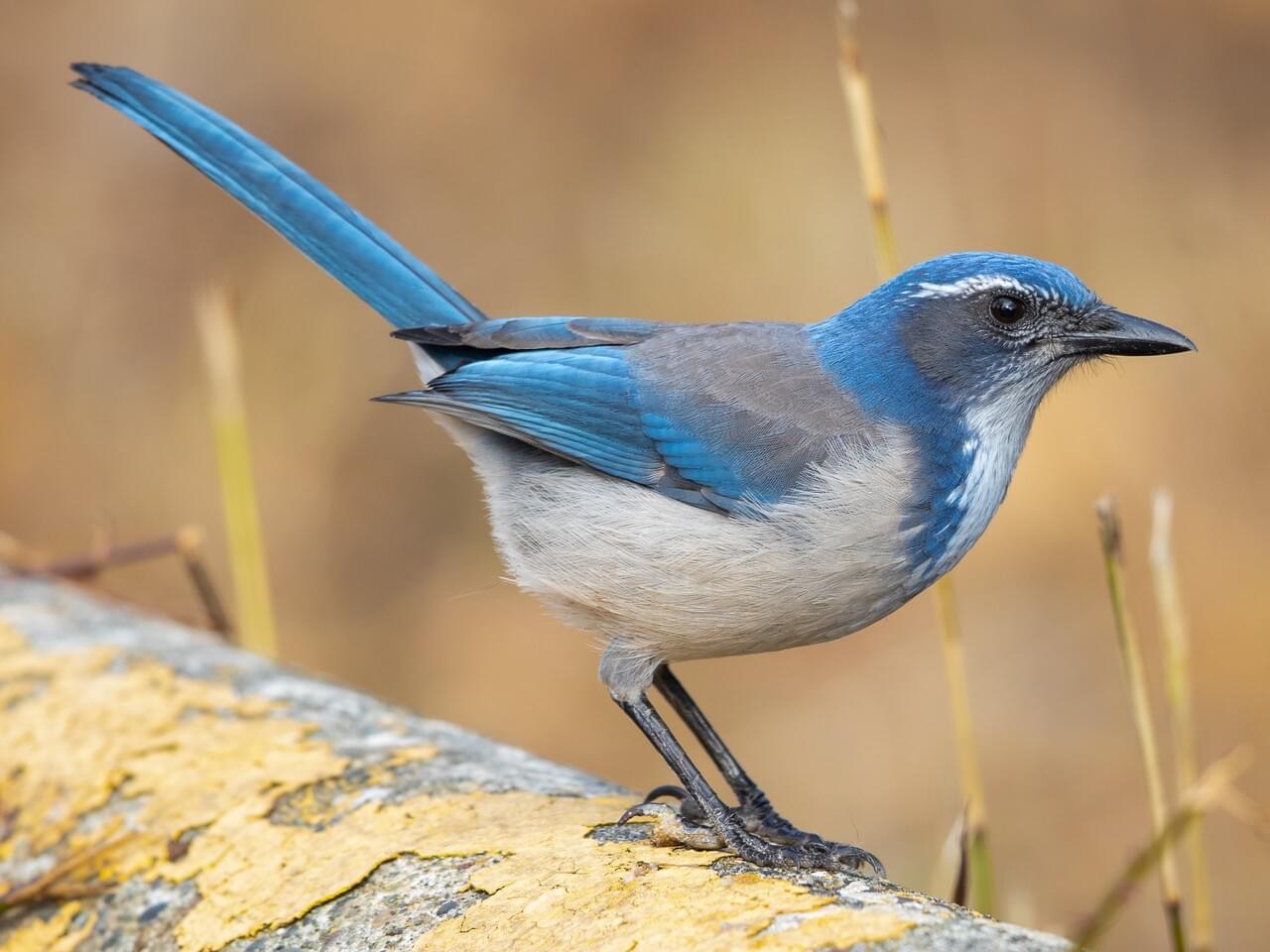 California Scrub-Jay