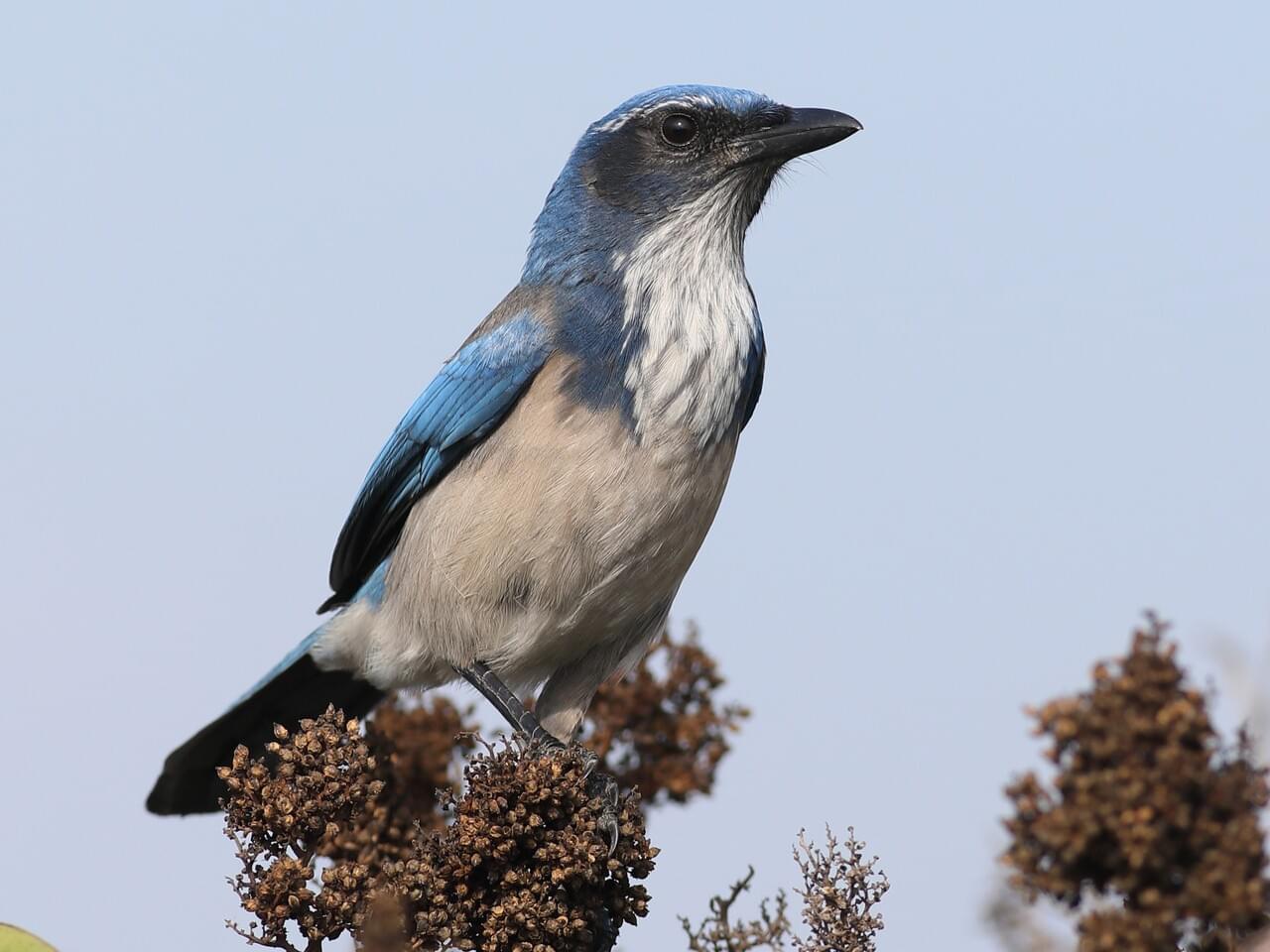 California Scrub-Jay