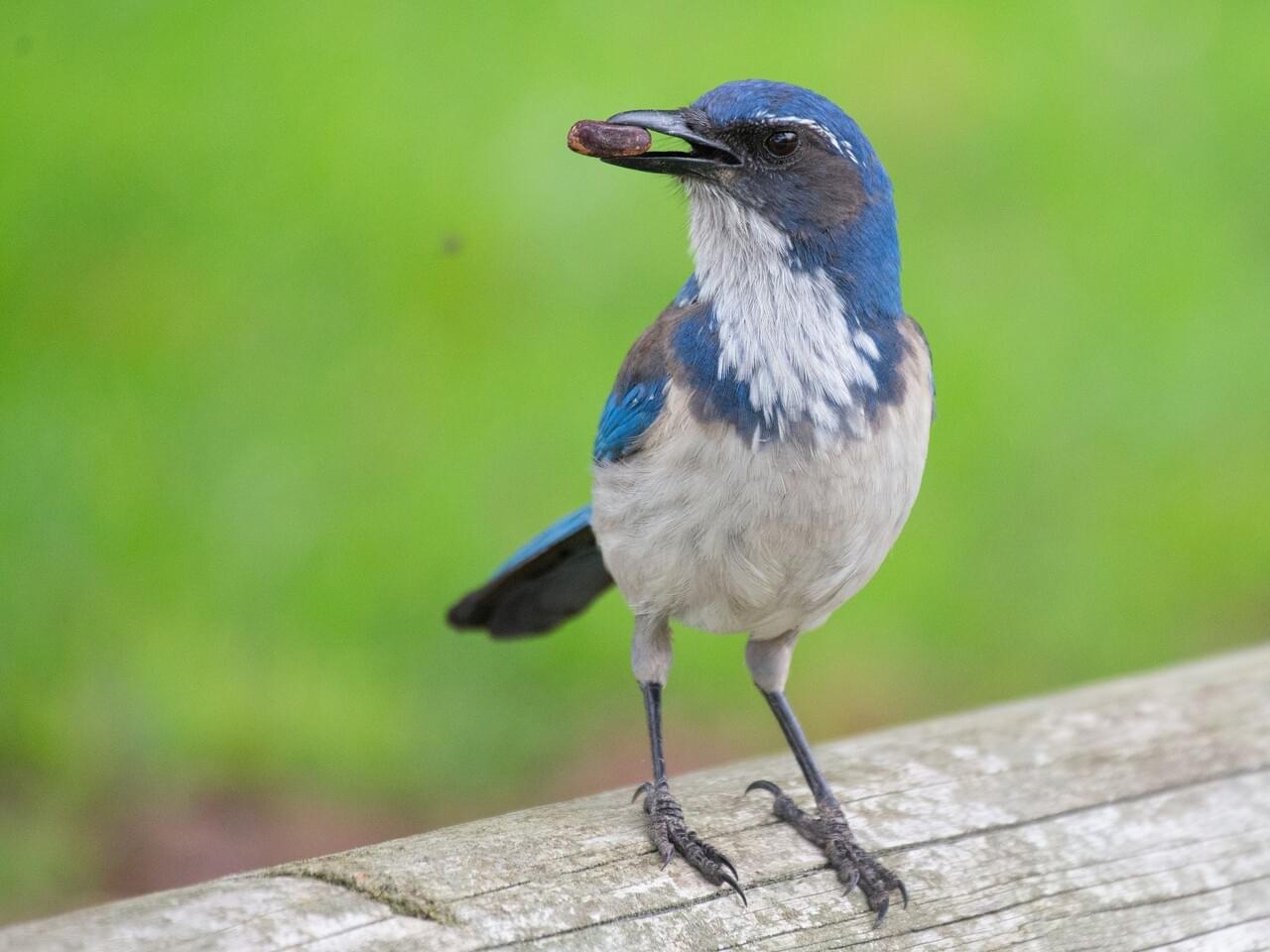 California Scrub-Jay