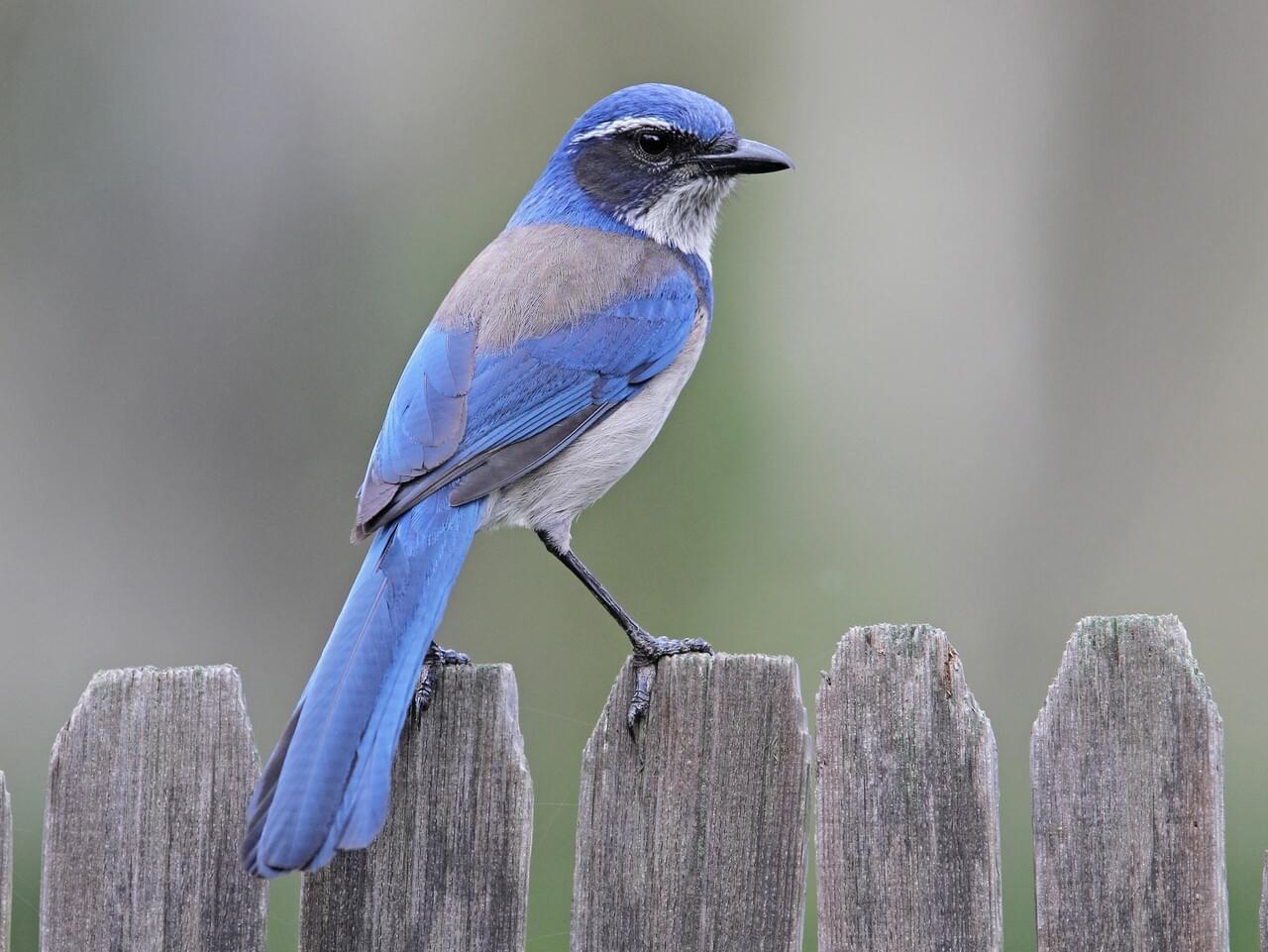 California Scrub-Jay