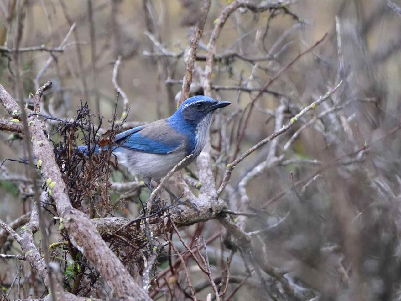 California Scrub-Jay