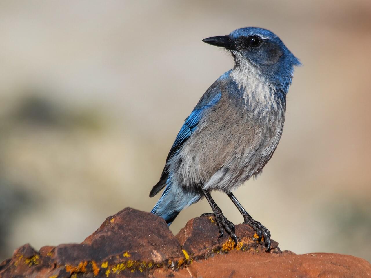 Woodhouse’s Scrub-Jay