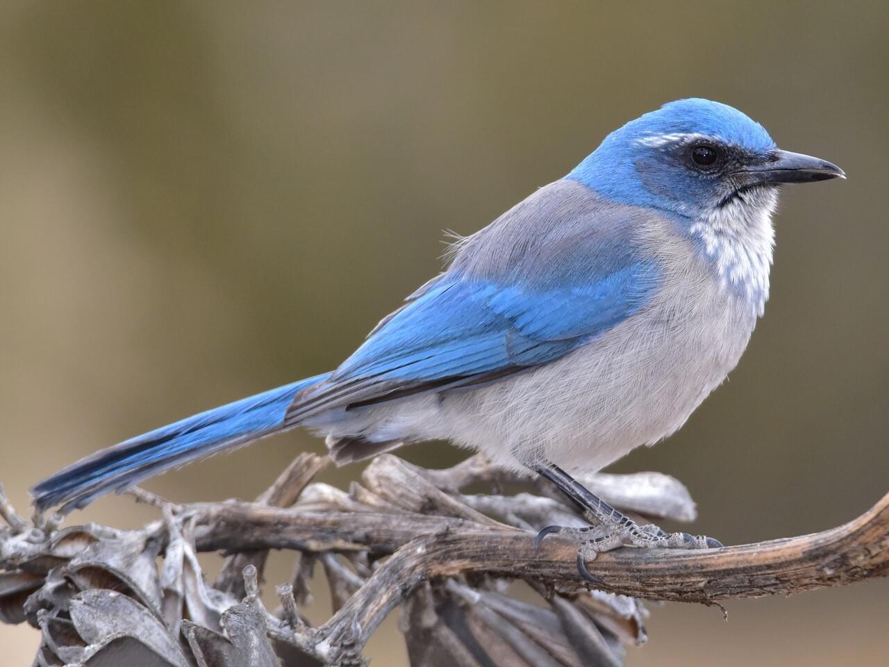 Woodhouse’s Scrub-Jay