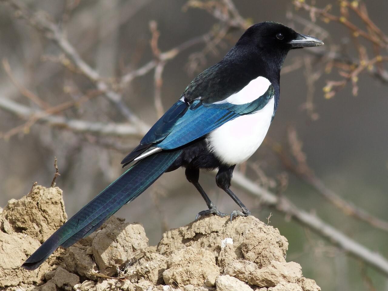 Black-billed Magpie