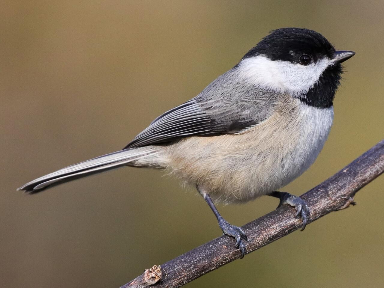 Carolina Chickadee