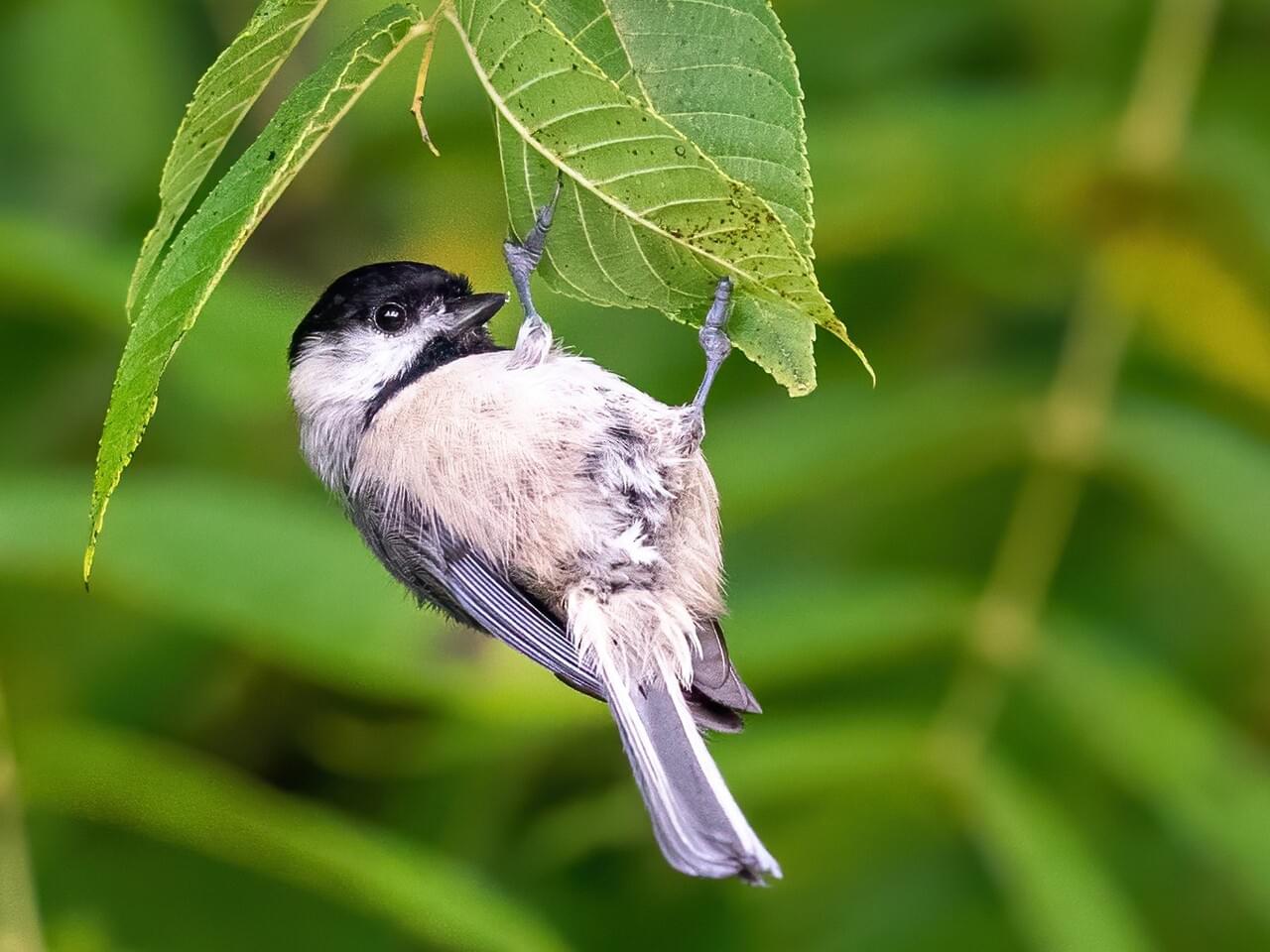 Carolina Chickadee