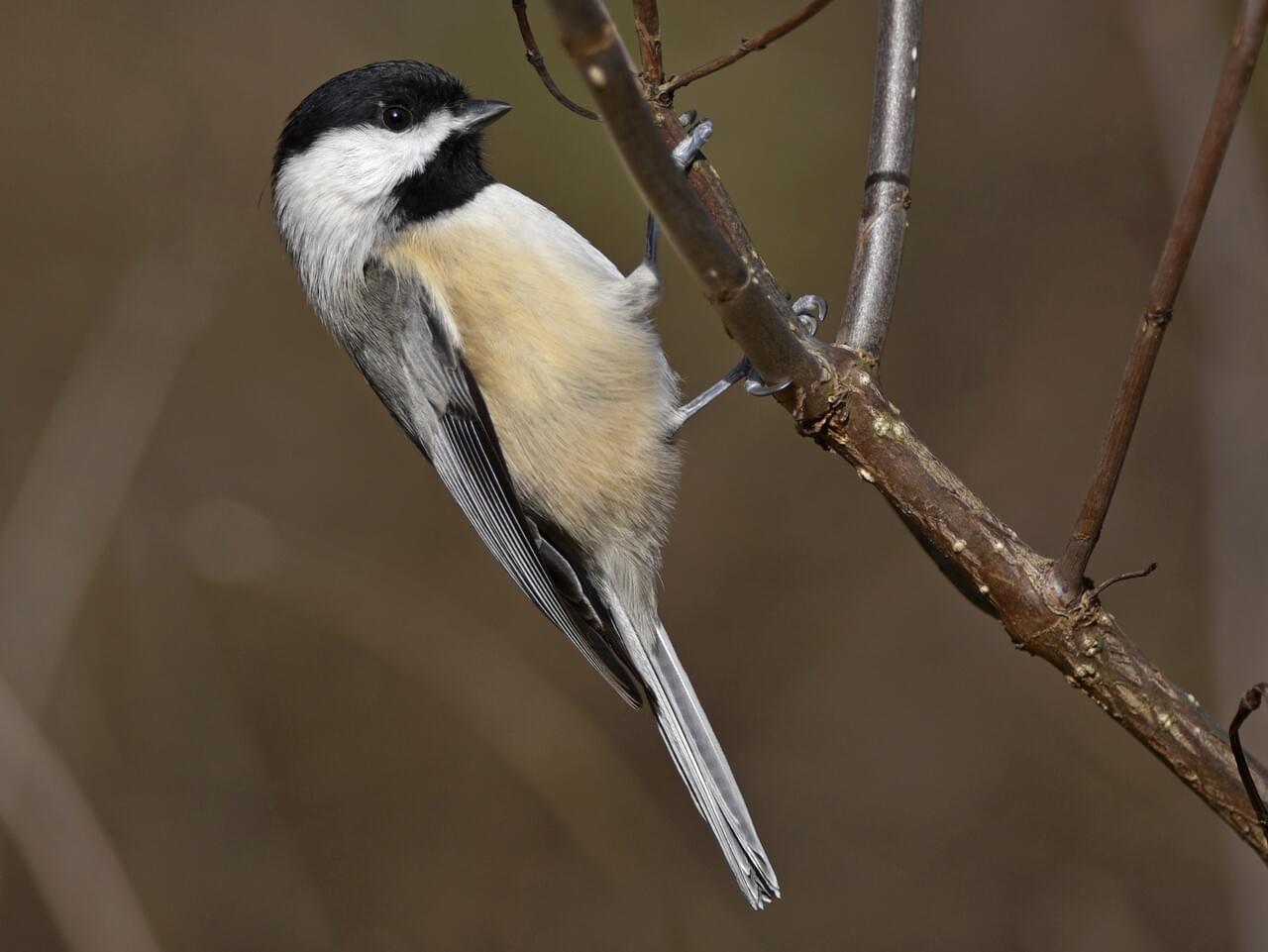 Carolina Chickadee