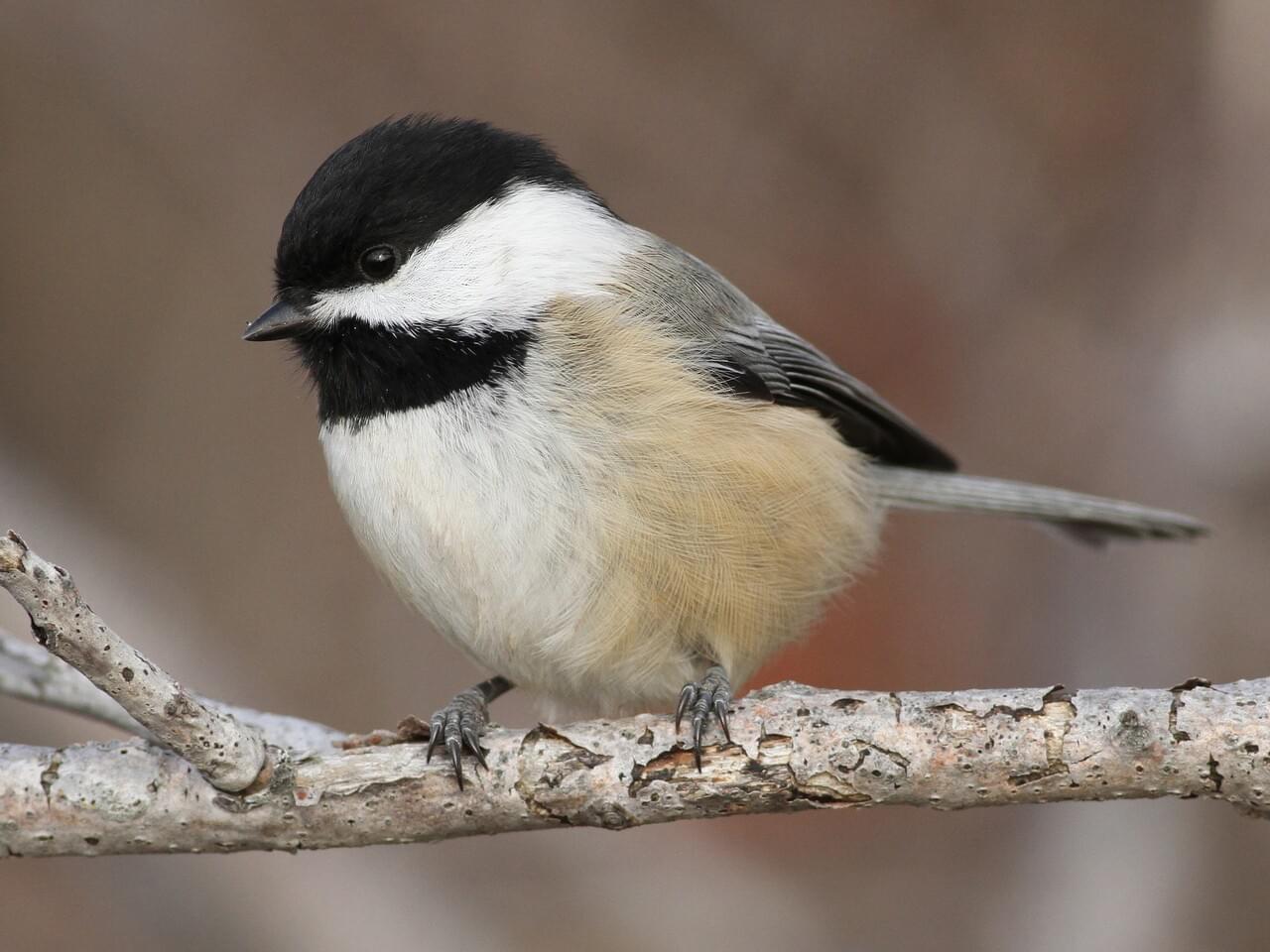 Black-capped Chickadee