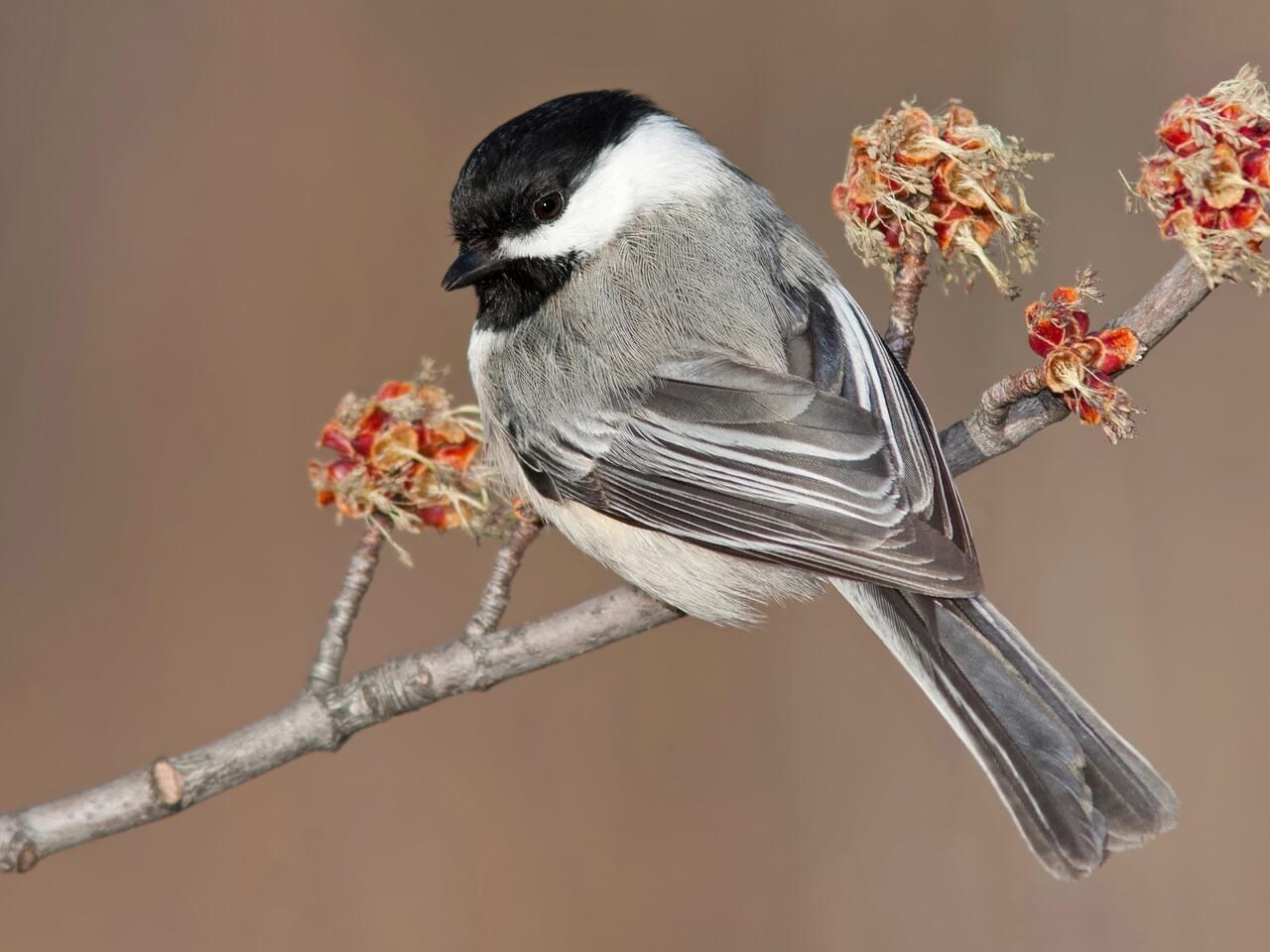 Black-capped Chickadee