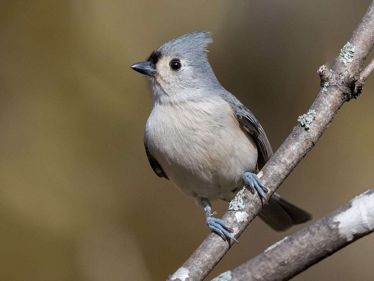 Tufted Titmouse