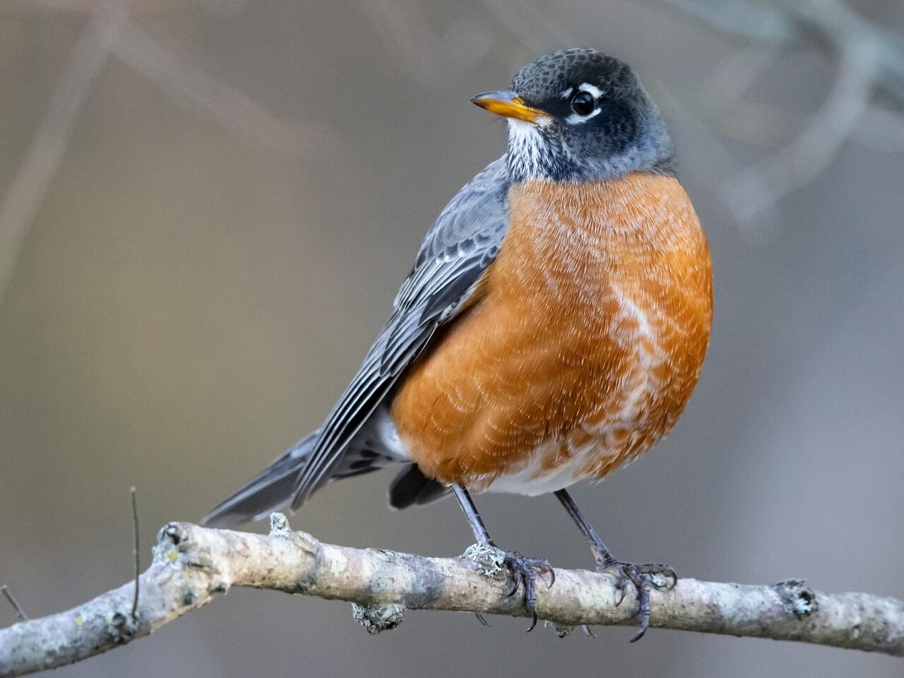 American Robin