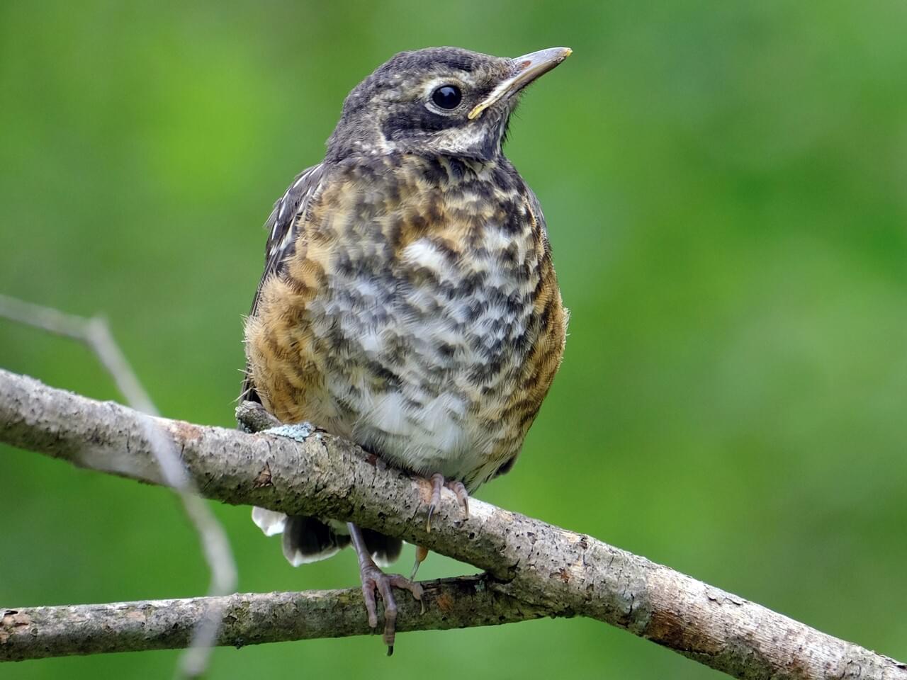 American Robin