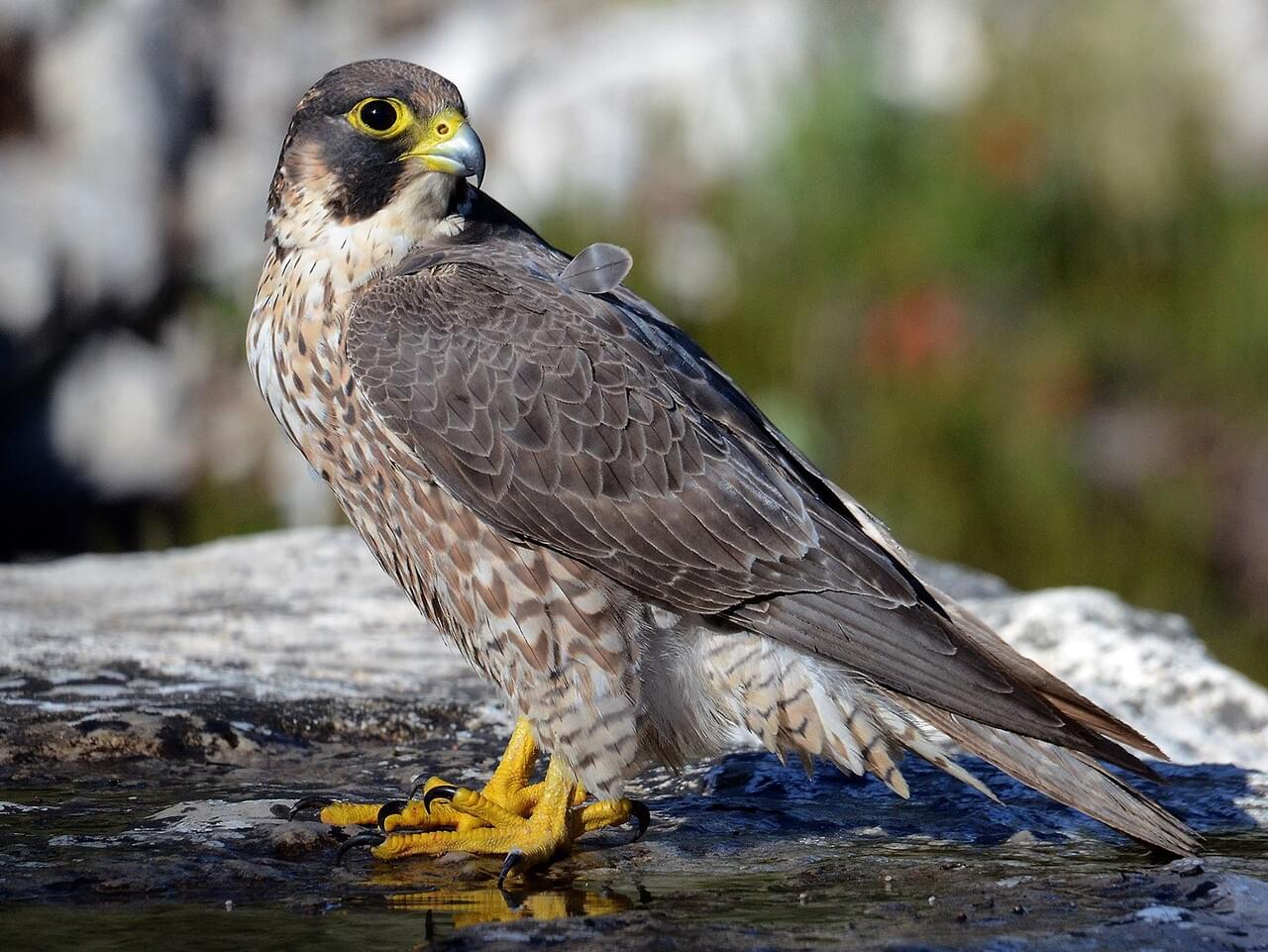 Peregrine Falcon