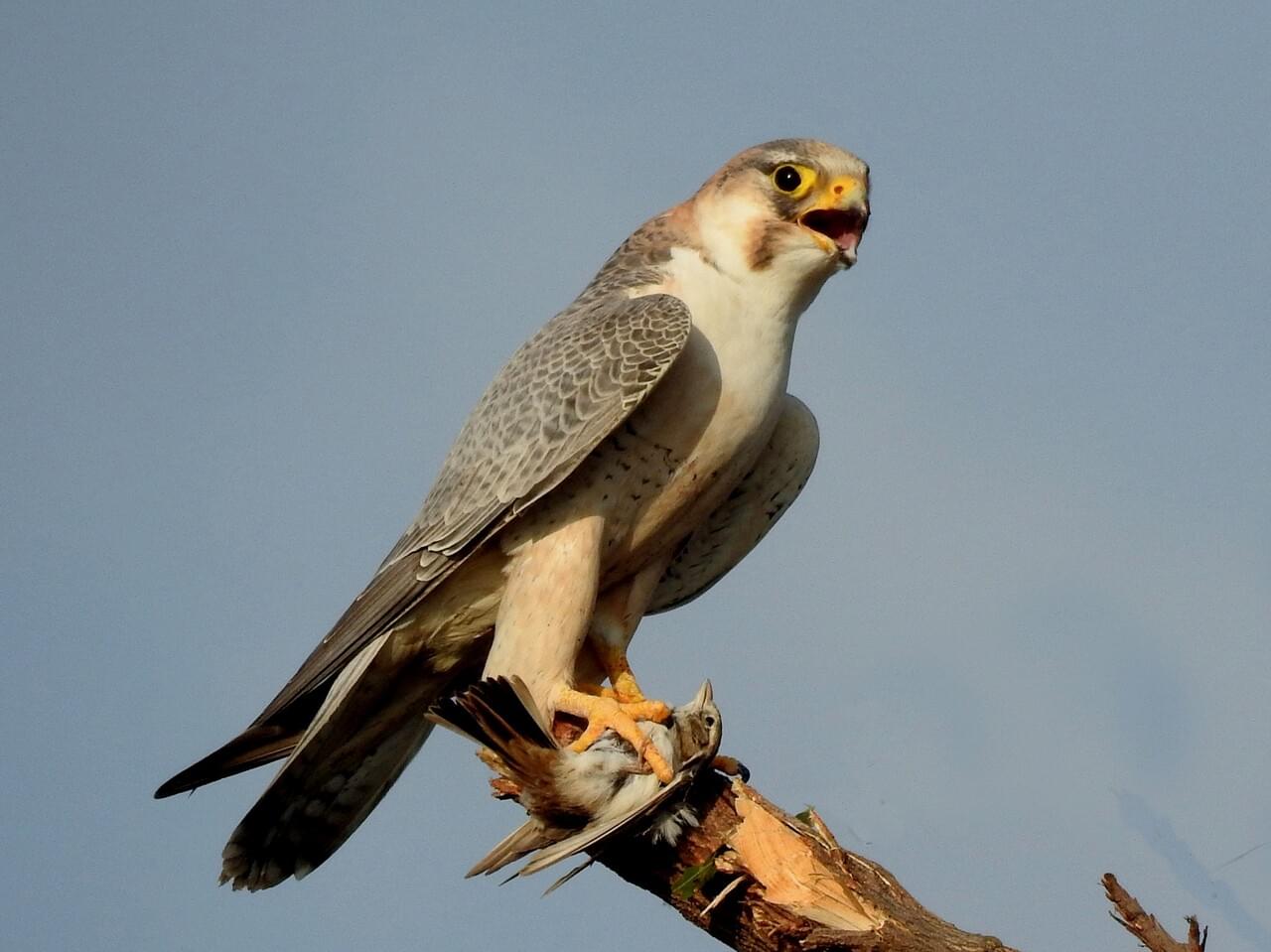 Peregrine Falcon