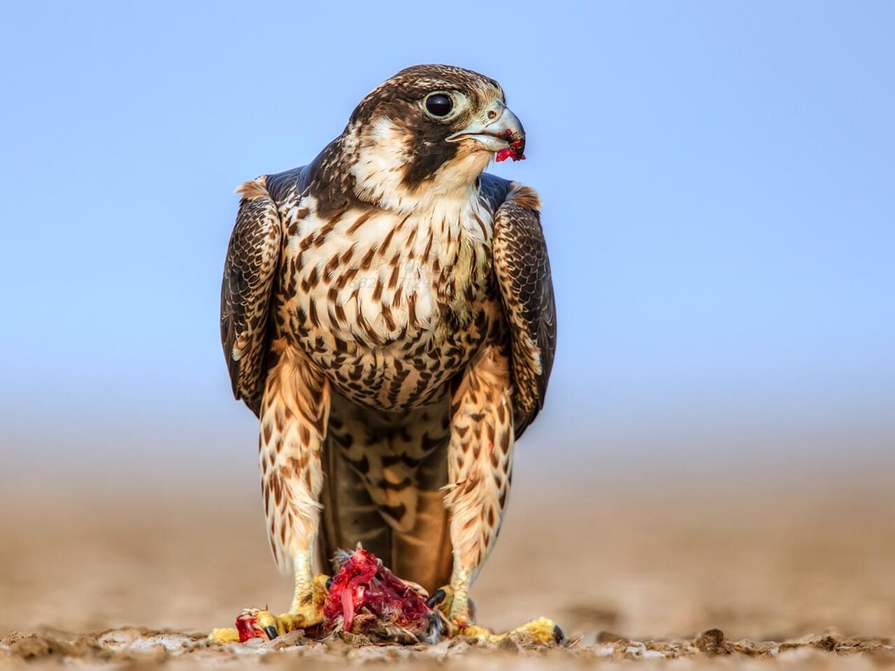 Peregrine Falcon