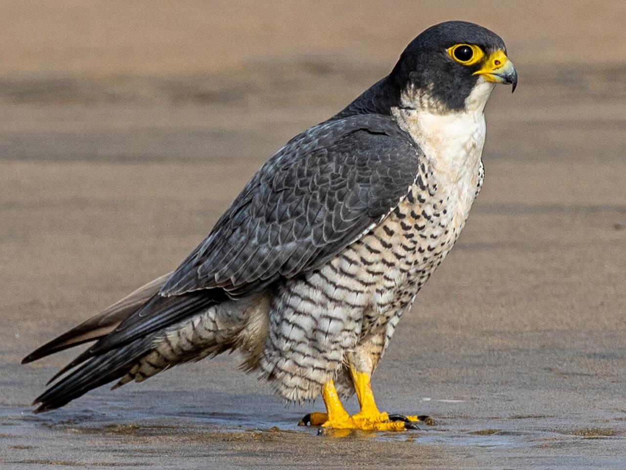 Peregrine Falcon