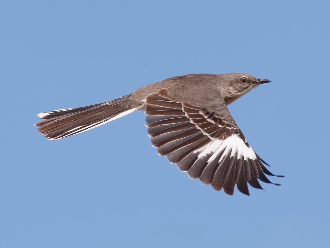 Northern Mockingbird