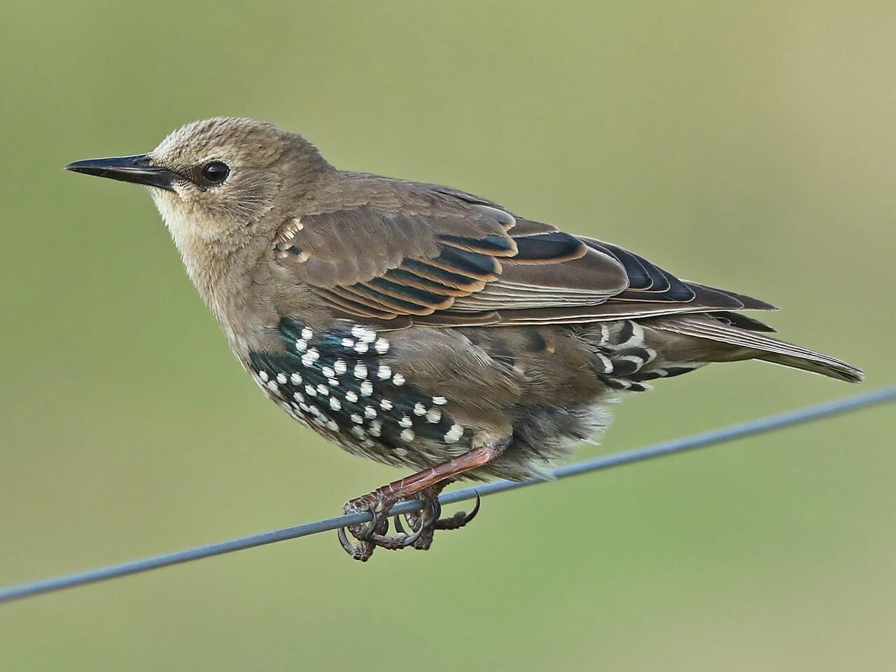 European Starling