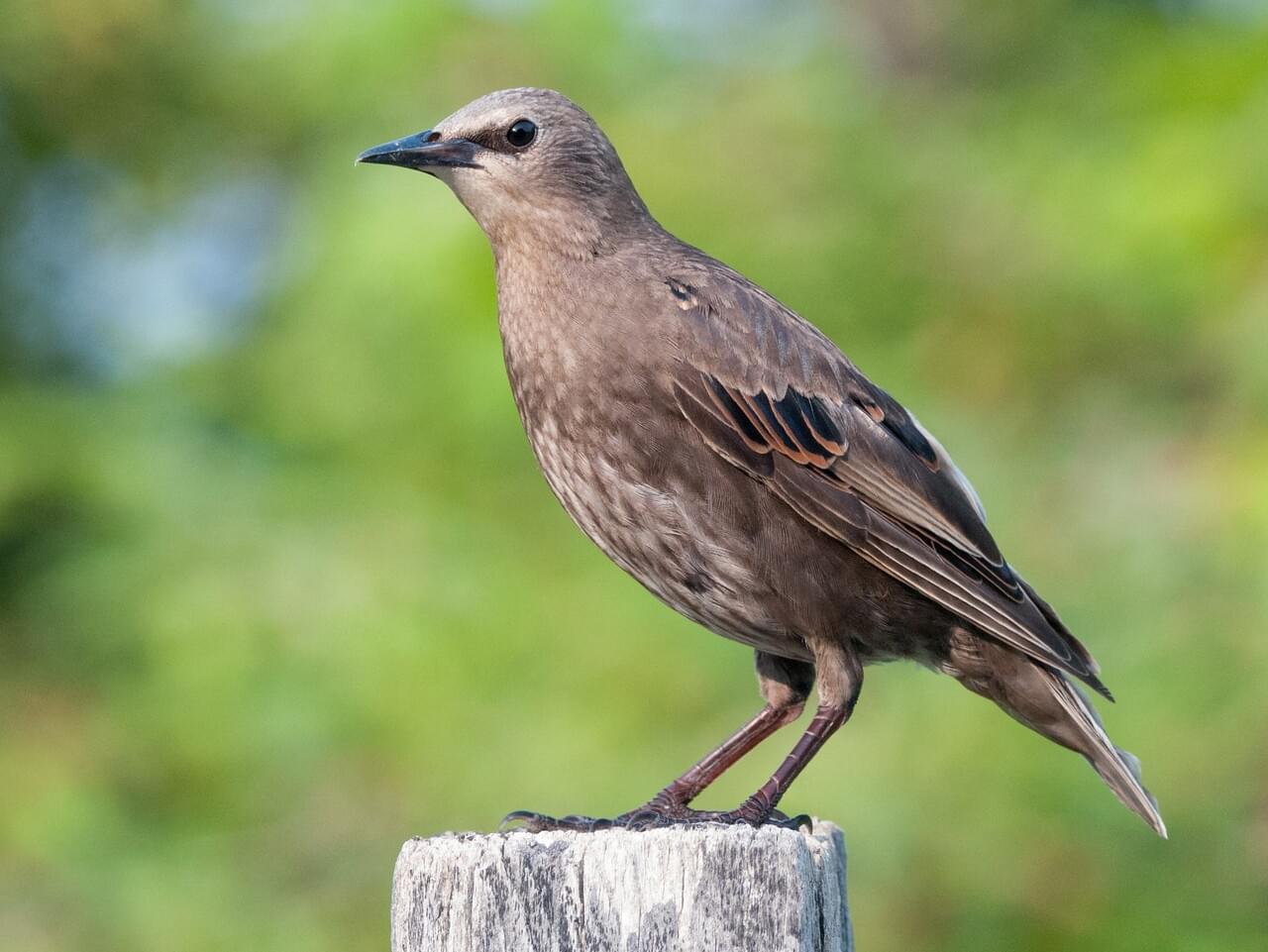 European Starling