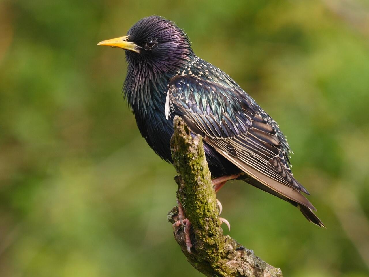 European Starling