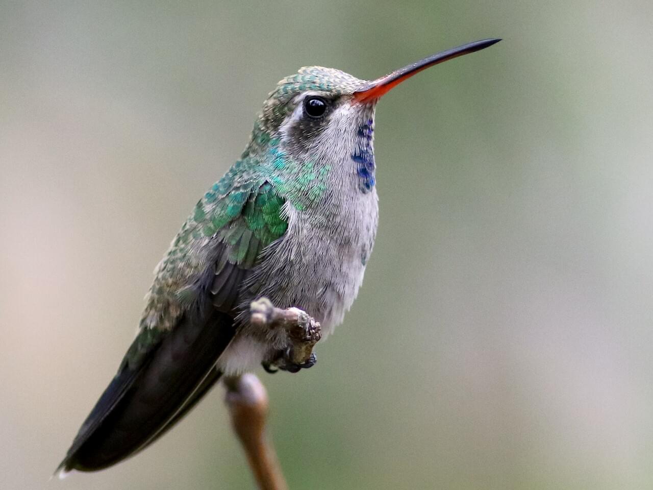 Broad-billed Hummingbird