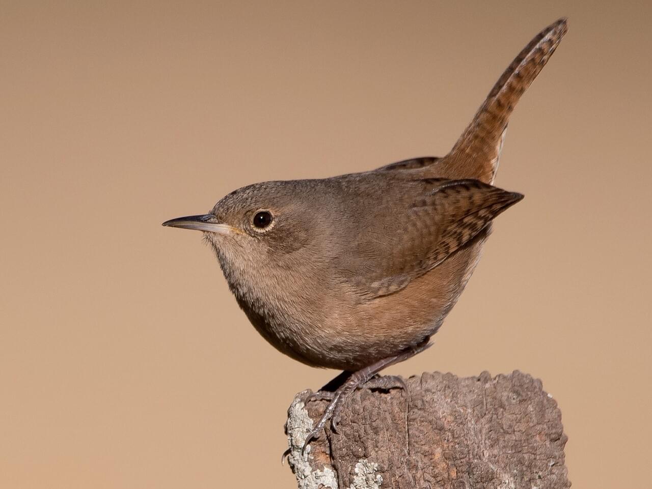 House Wren