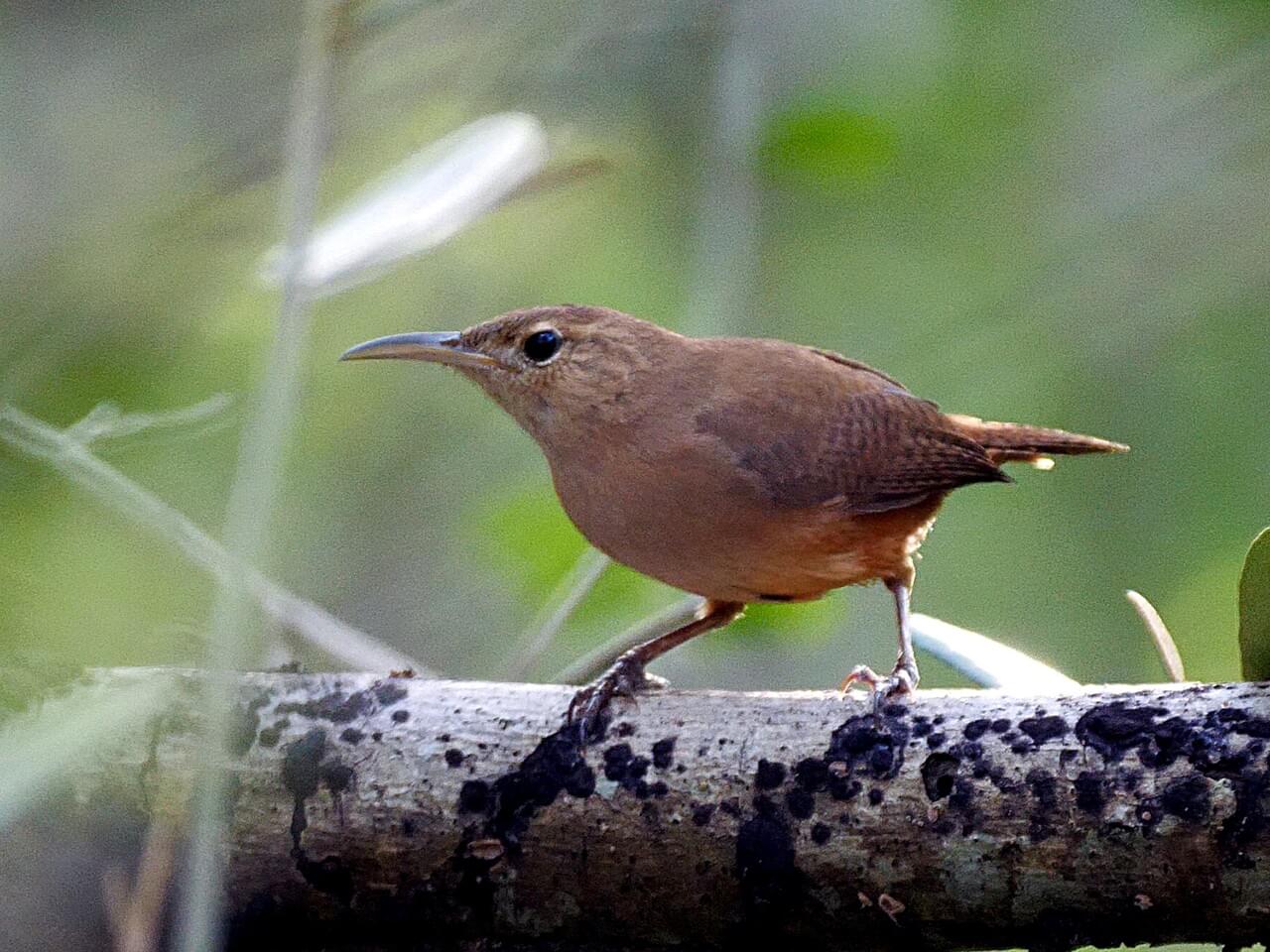 House Wren