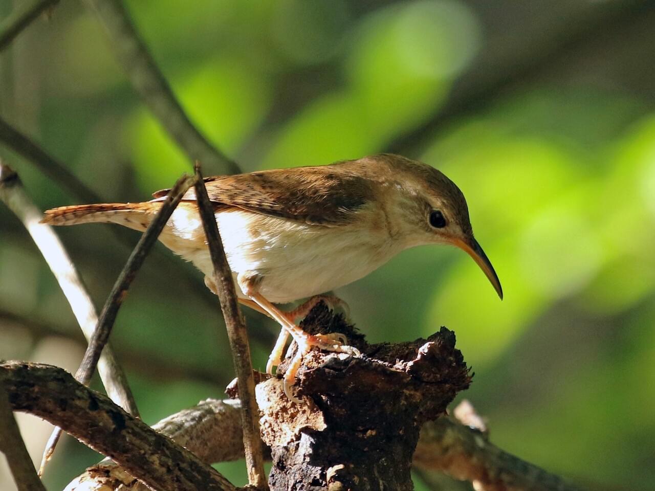 House Wren