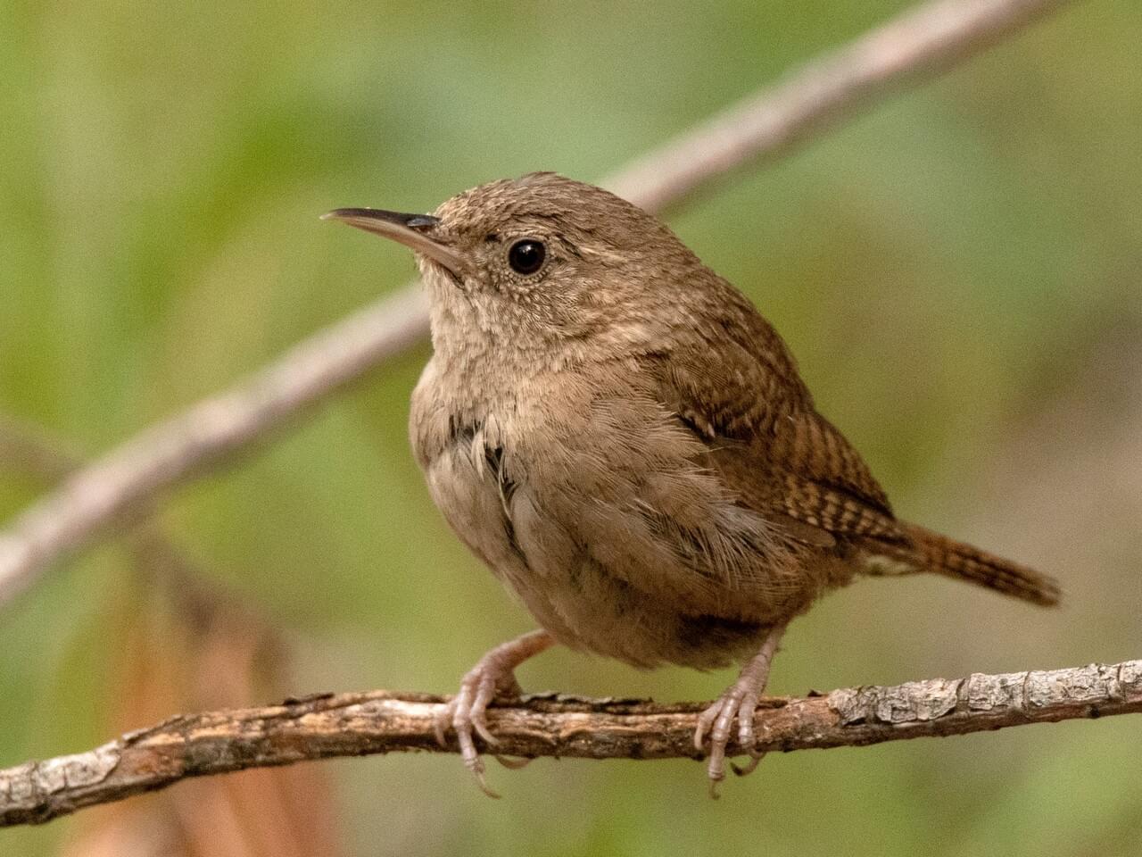 House Wren