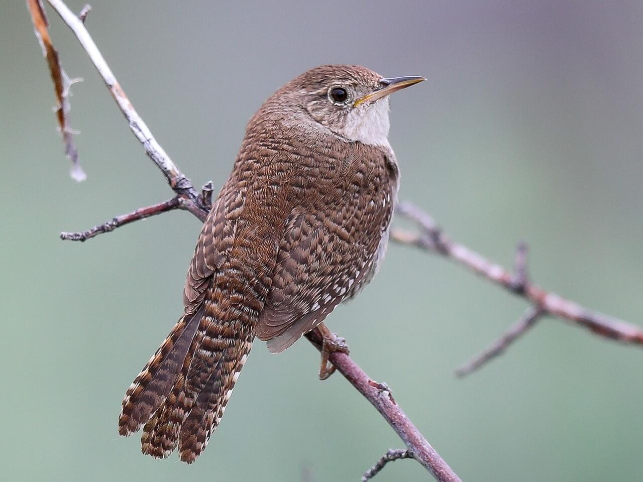 House Wren