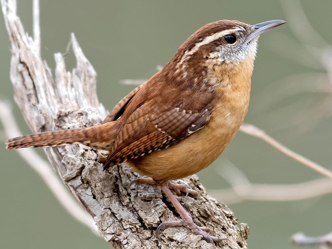 Carolina Wren