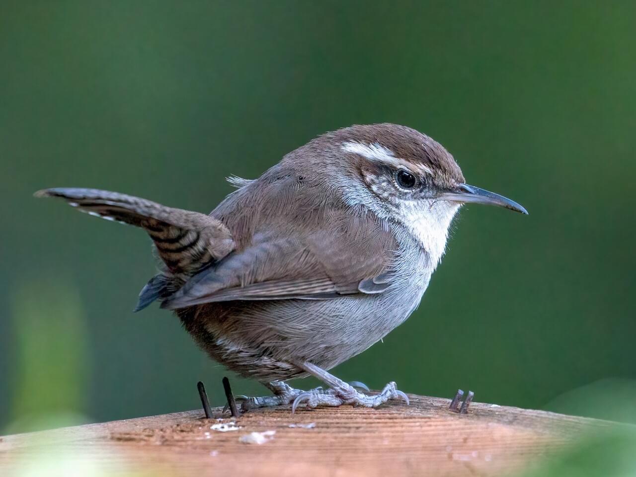 Bewick’s Wren