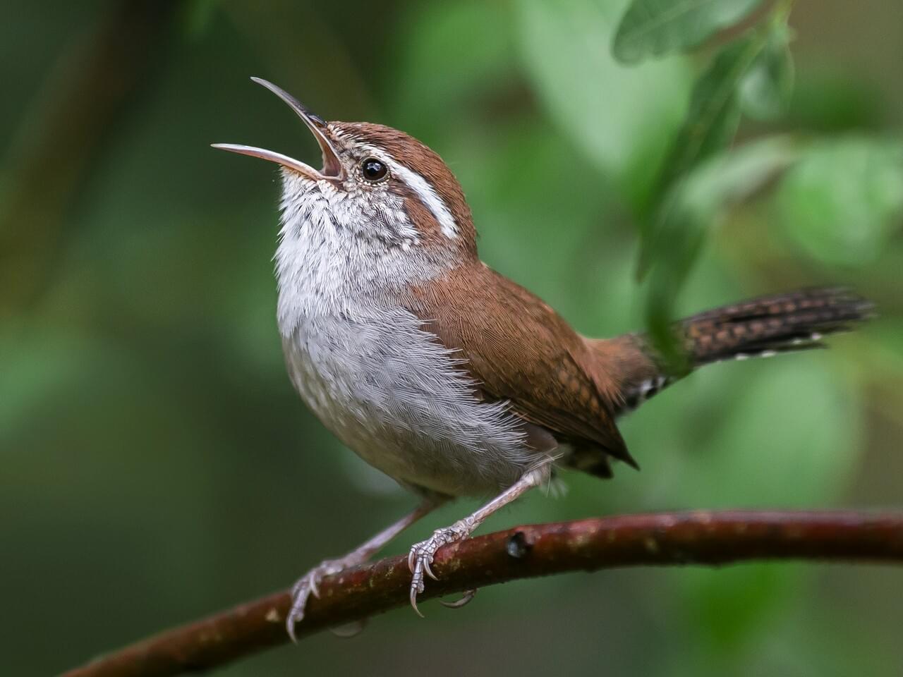 Bewick’s Wren