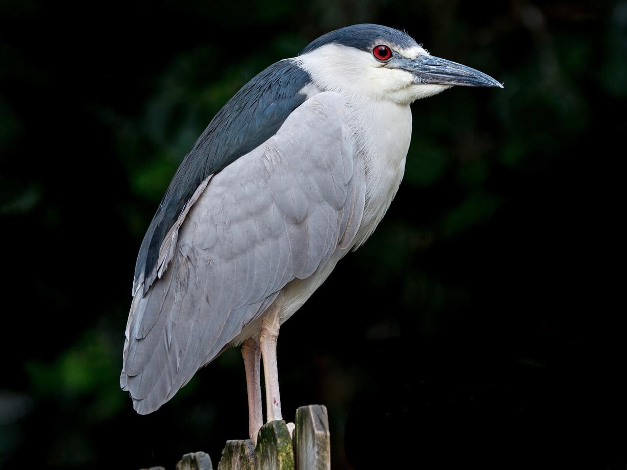 Black-crowned Night-Heron