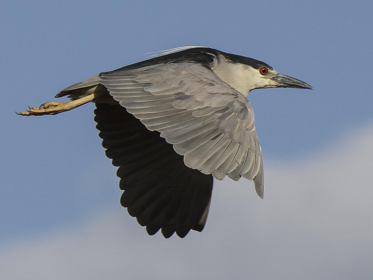 Black-crowned Night-Heron