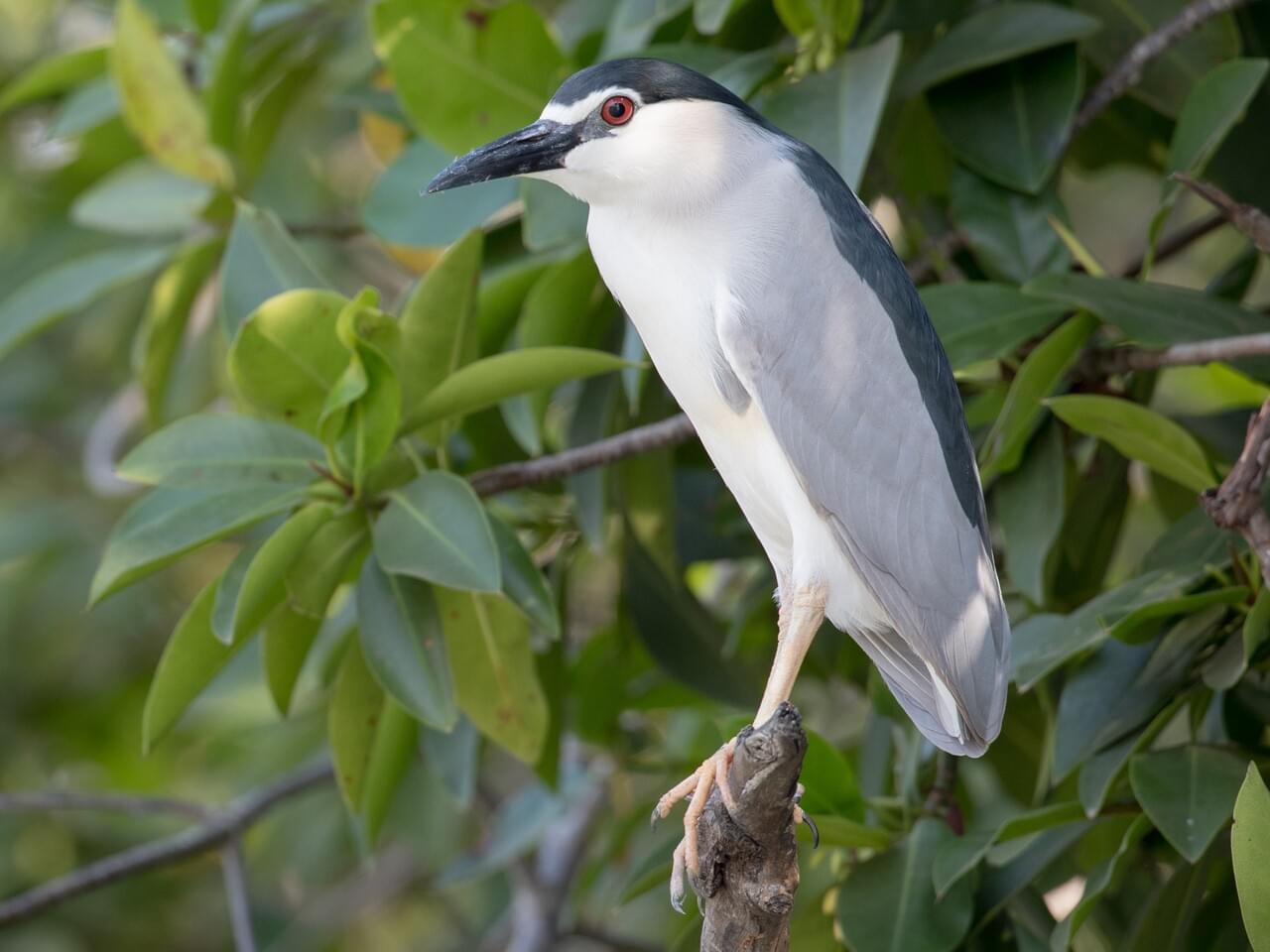 Black-crowned Night-Heron