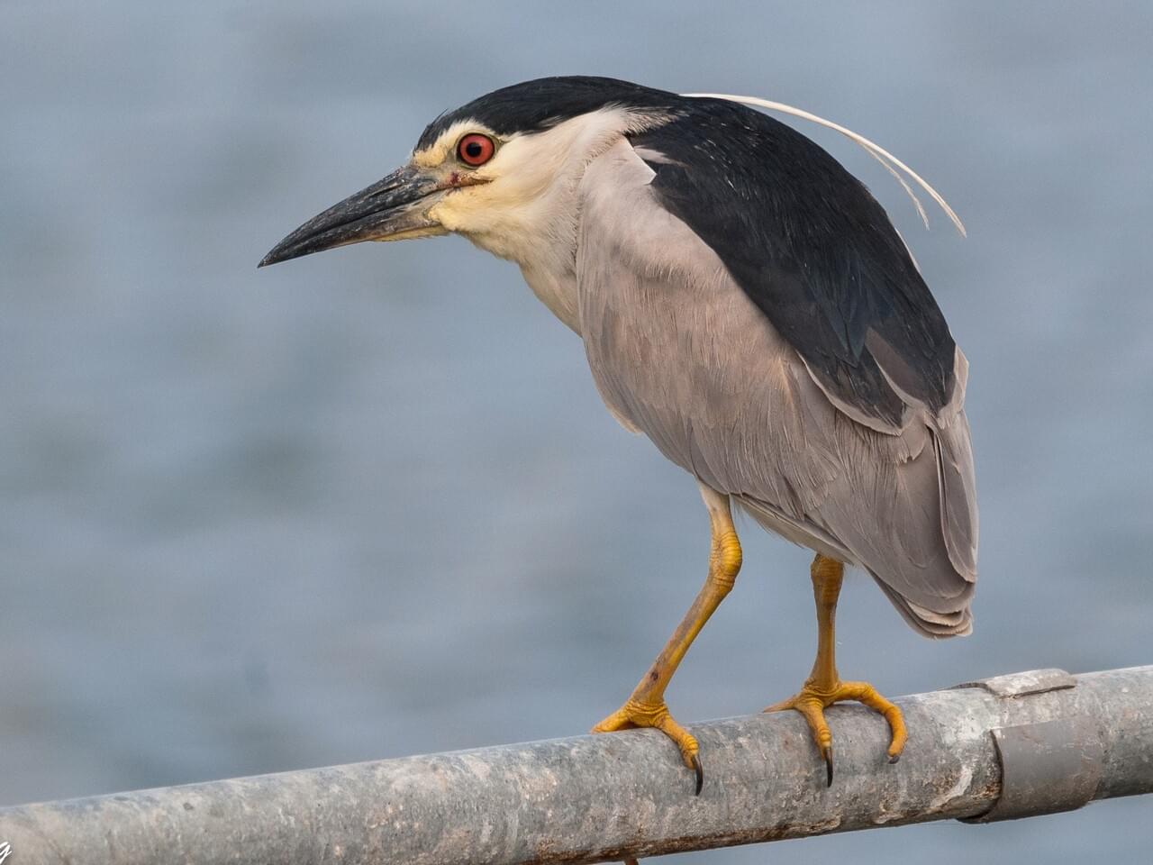 Black-crowned Night-Heron