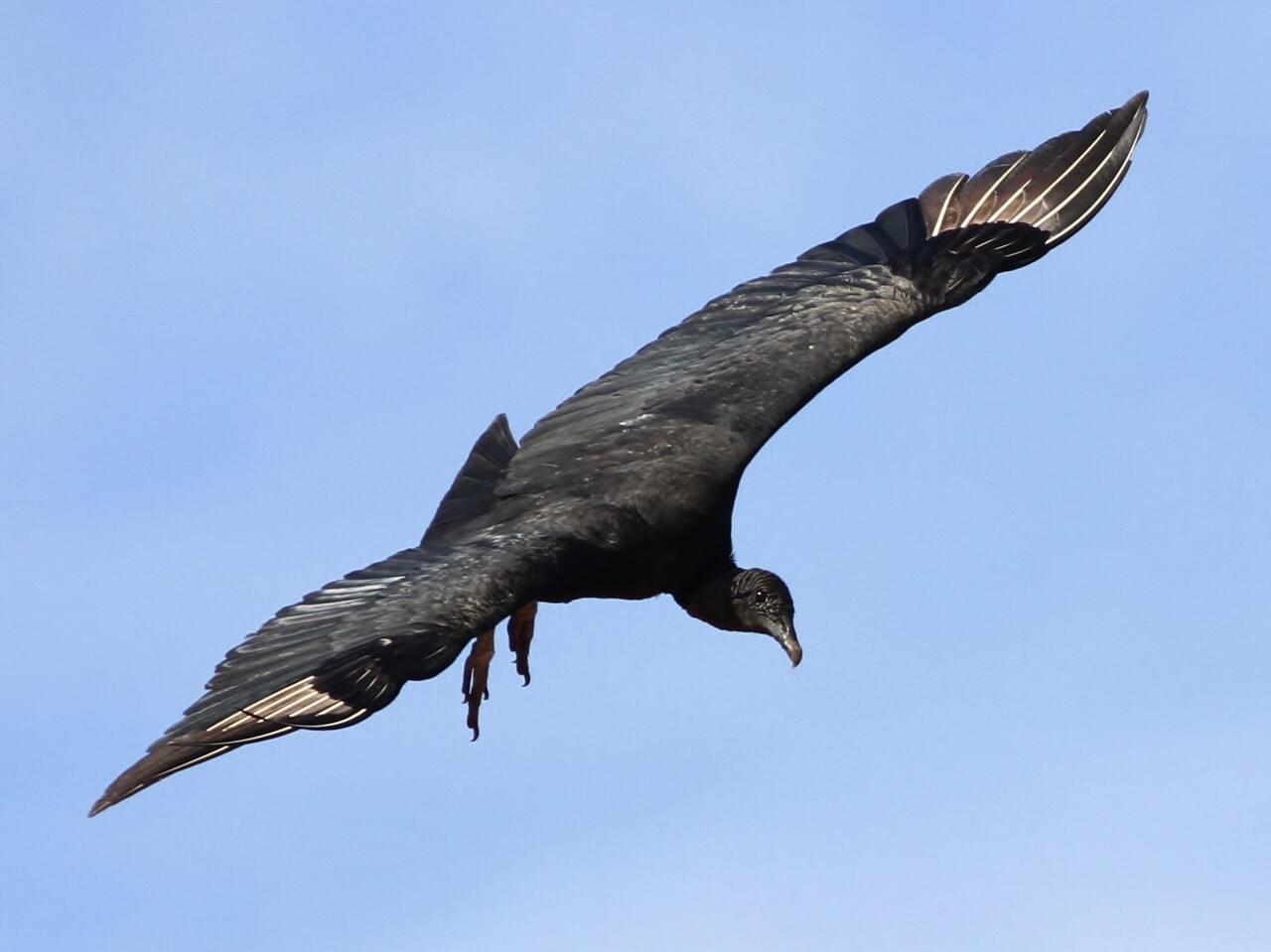 Black Vulture