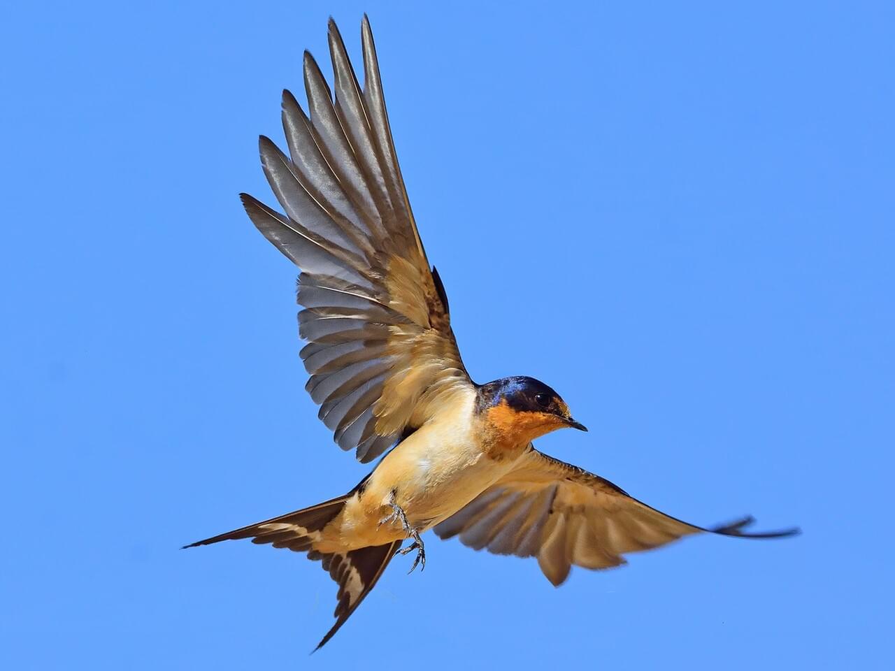 Barn Swallow