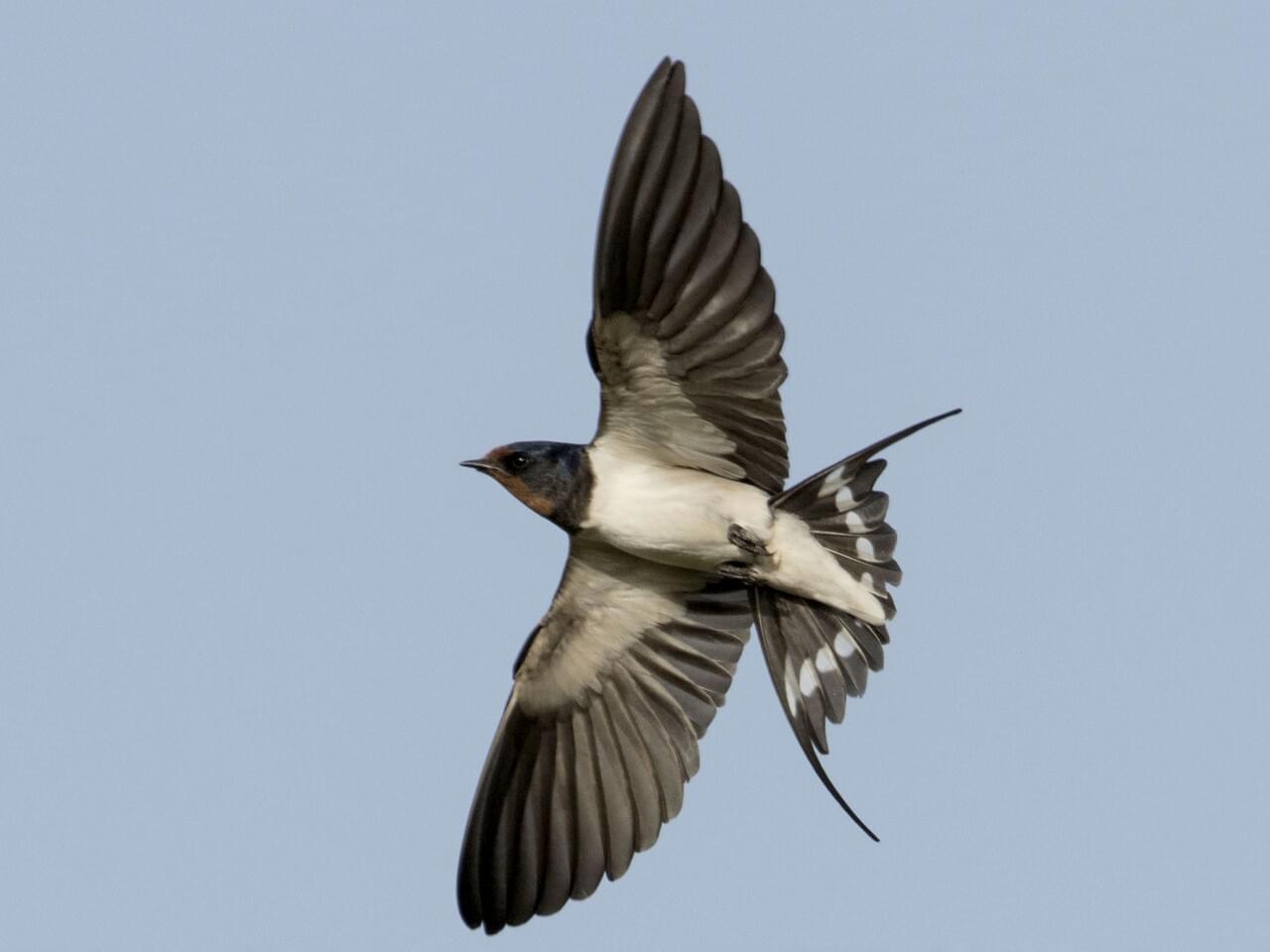 Barn Swallow