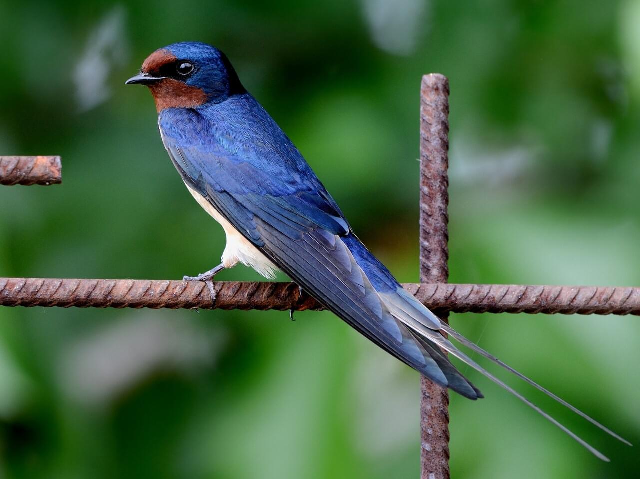 Barn Swallow