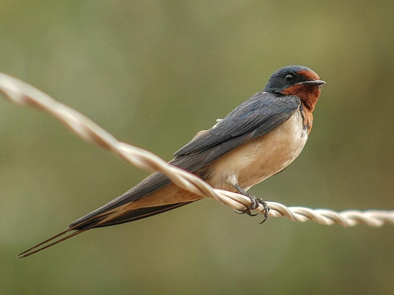 Barn Swallow