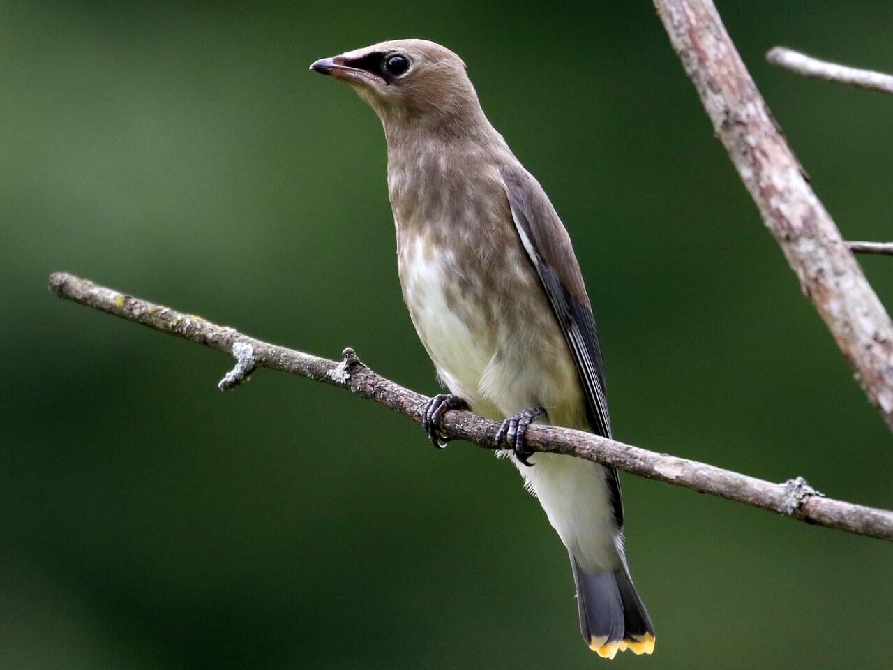 Cedar Waxwing