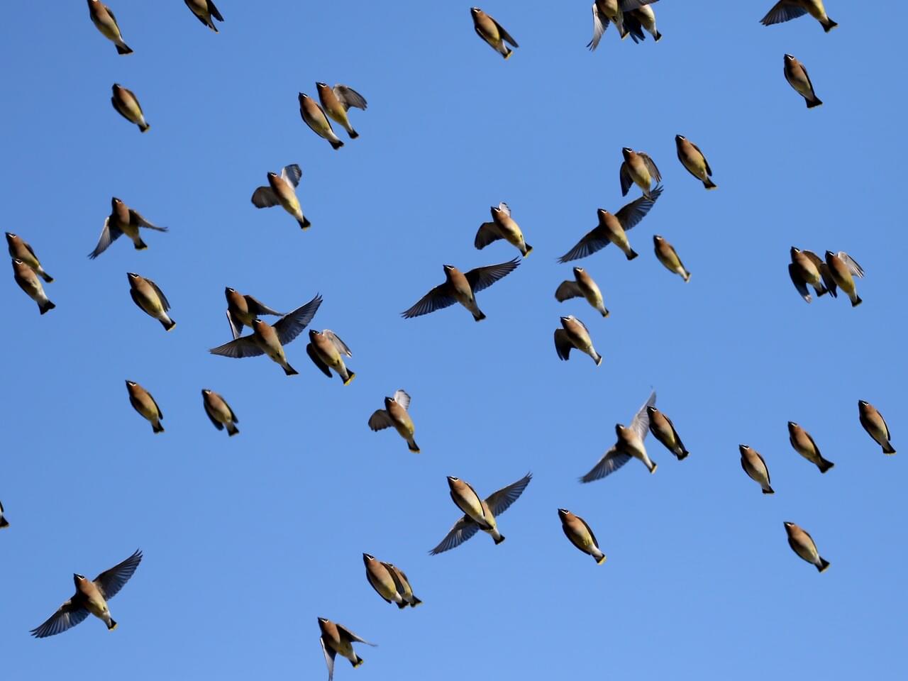 Cedar Waxwing