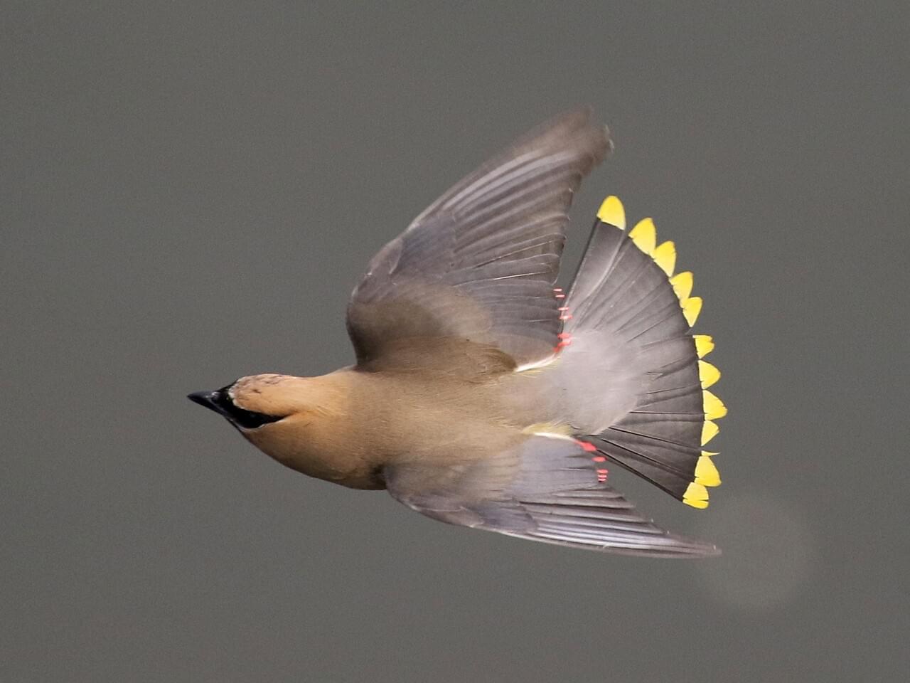 Cedar Waxwing