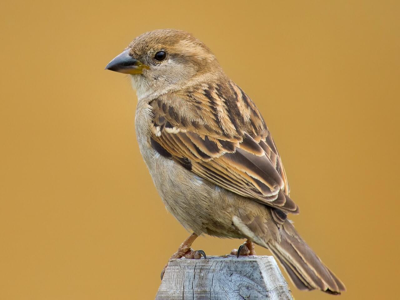 House Sparrow