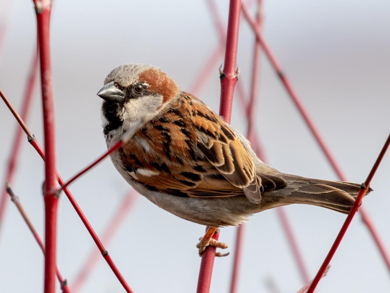 House Sparrow