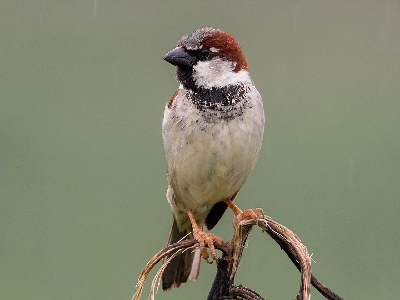 House Sparrow