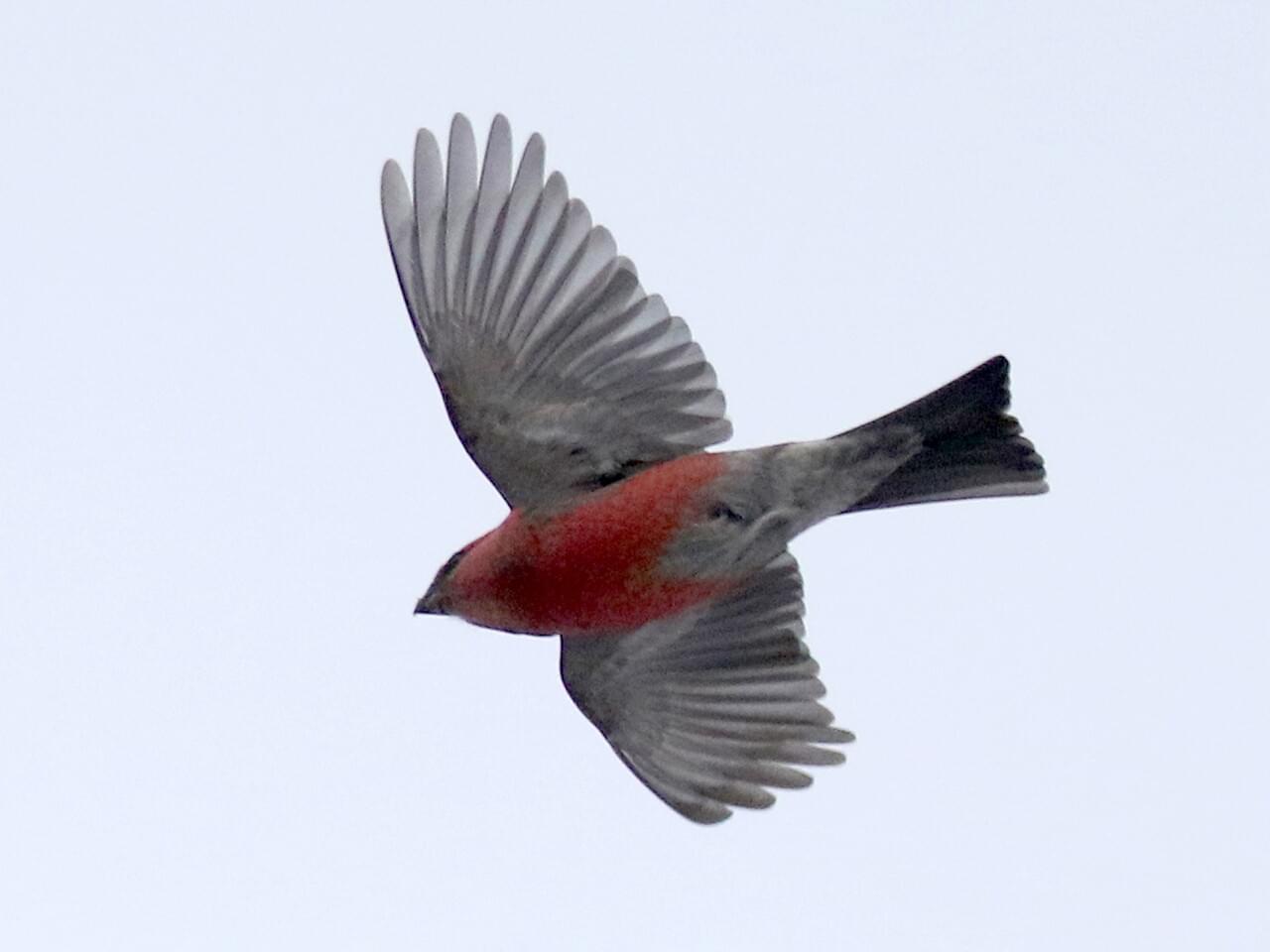 Pine Grosbeak